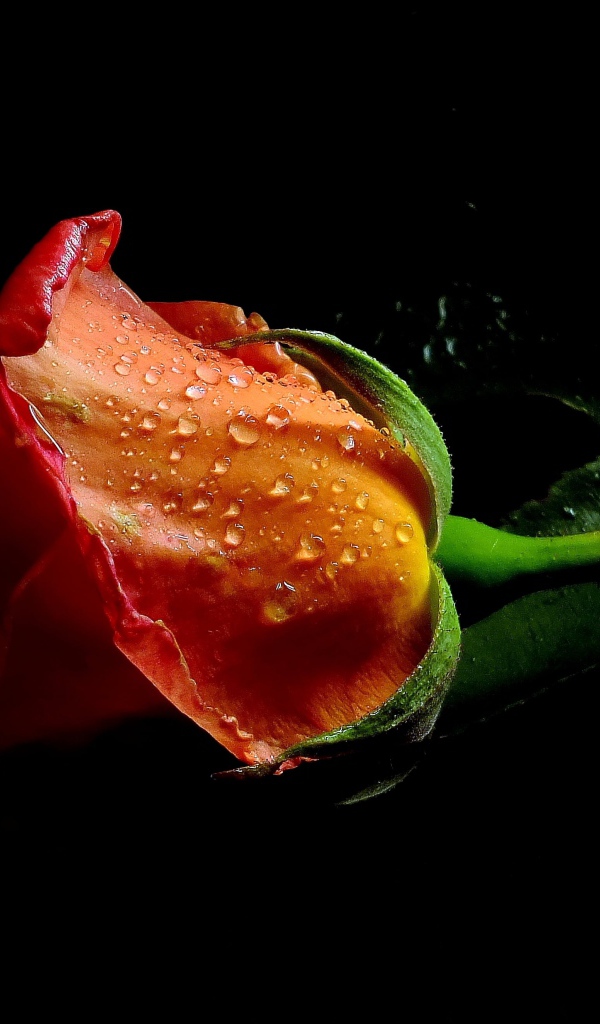 Оранжевая роза в каплях воды на черном фоне