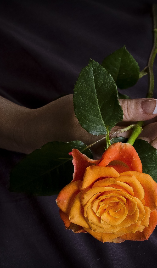 Оранжевая роза в руке у женщины 