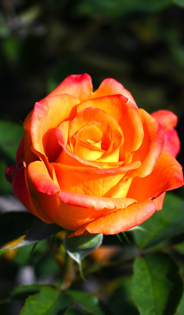 Оранжевая роза с зелеными листьями крупным планом