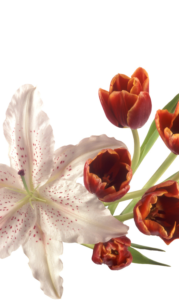 Оранжевые тюльпаны с лилией на белом фоне