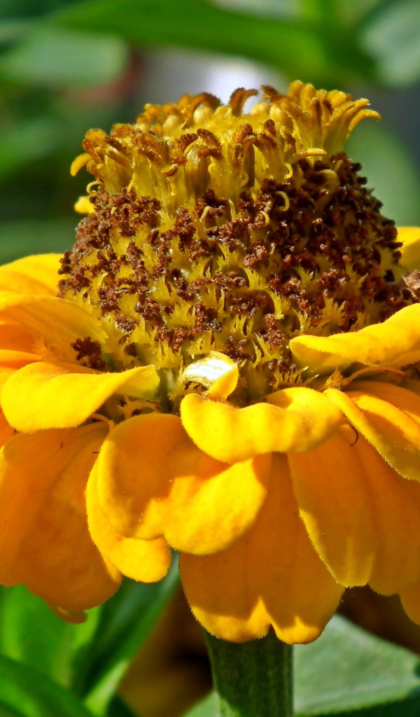 Оранжевый цветок цинии на клумбе