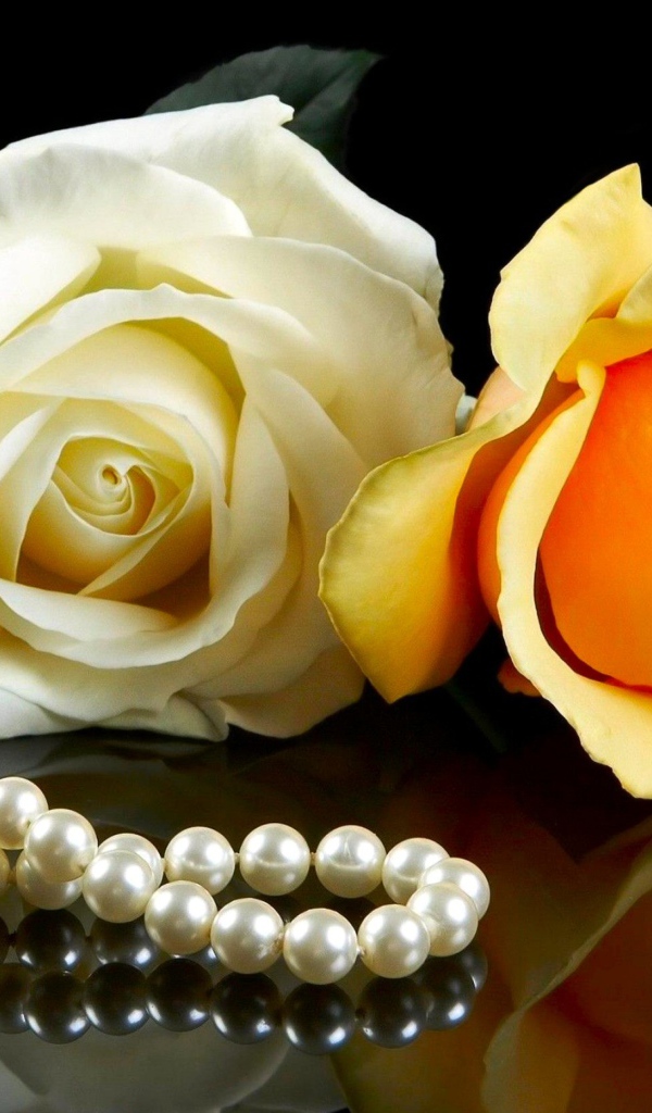 Розовая и желтая роза на черном фоне с бусами из жемчуга 