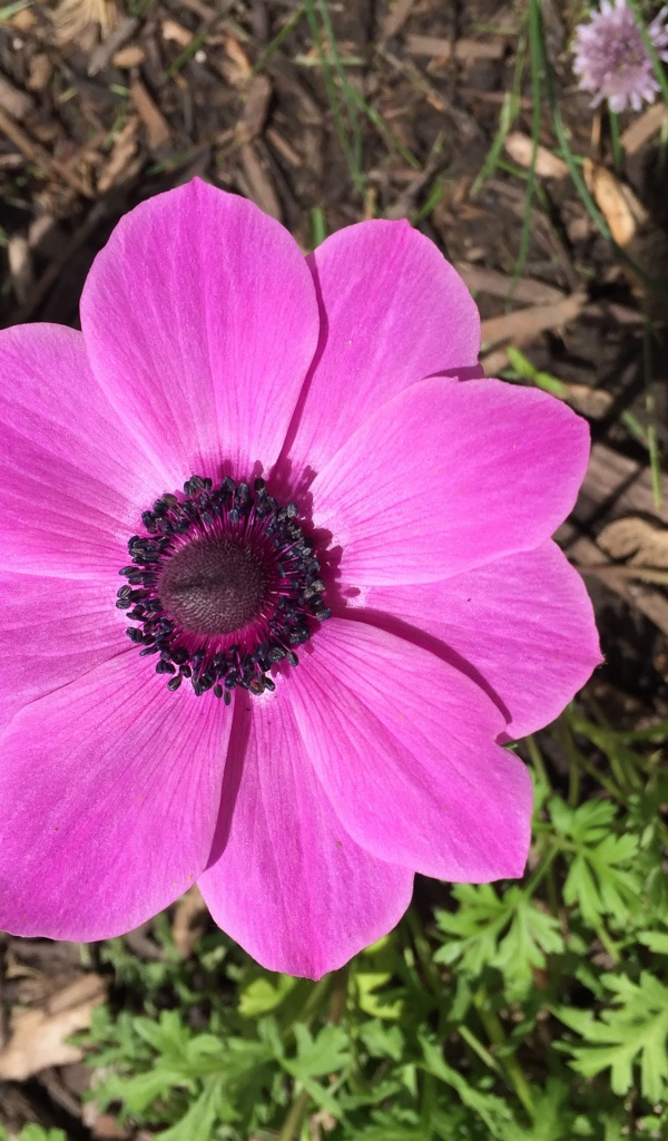 Розовых цветок анемоны на клумбе 