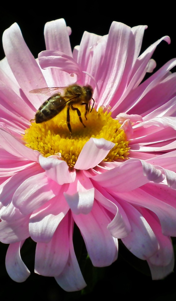 Розовая астра с пчелой на черном фоне