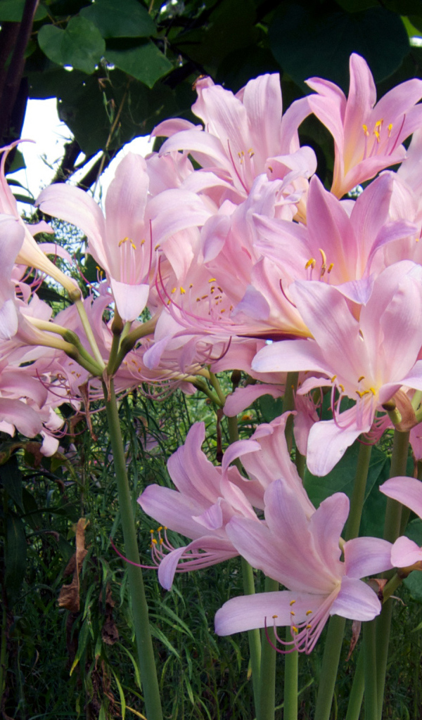 Розовые красивые лилии на клумбе