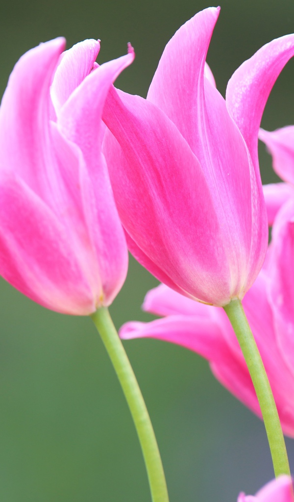 Розовые красивые весенние тюльпаны 