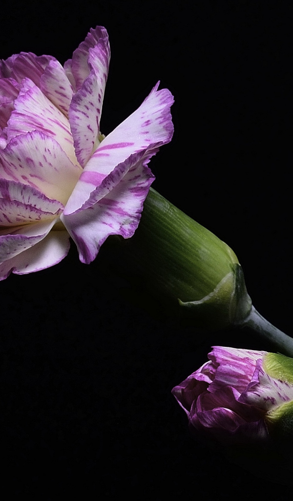 Розовая гвоздика с бутоном на черном фоне