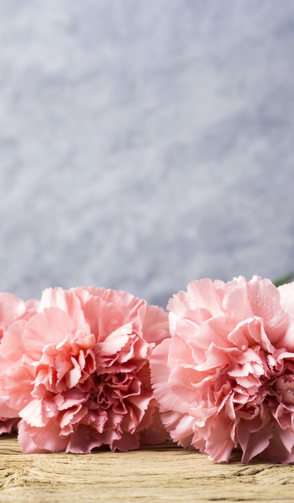 Розовые гвоздики лежат на деревянном столе