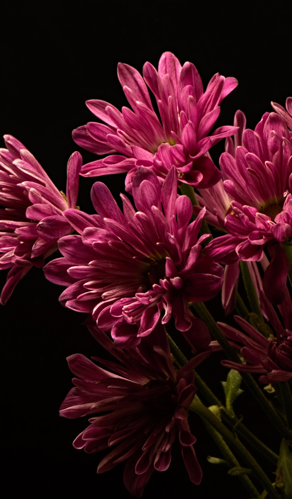 Розовые хризантемы на черном фоне