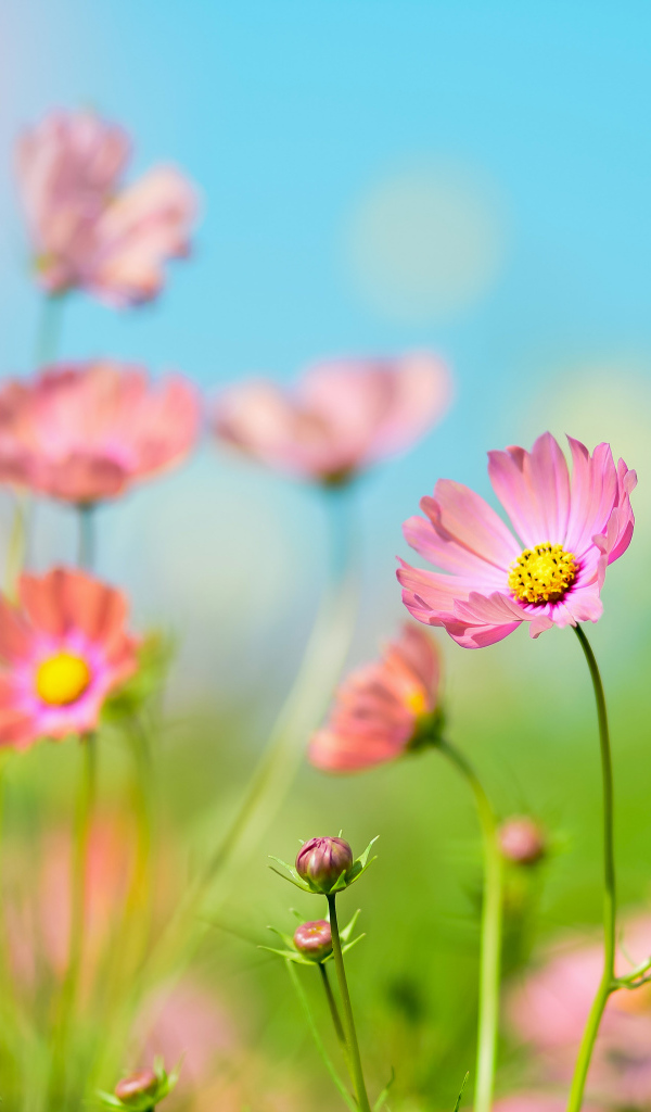 Розовые цветы космея под голубым небом летом