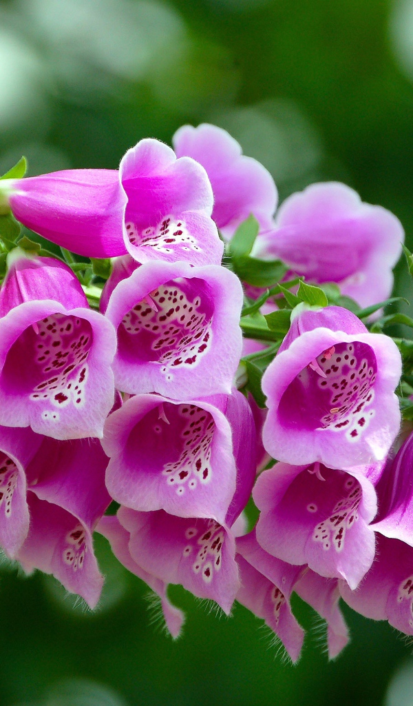Розовые цветы наперстянка крупным планом