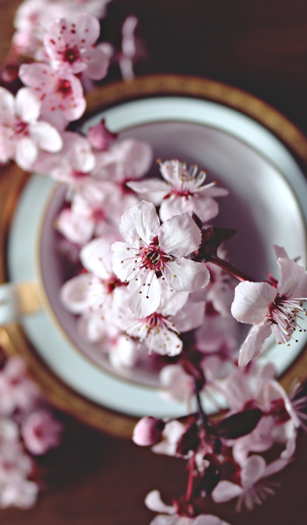 Розовые цветы в чашке на столе 