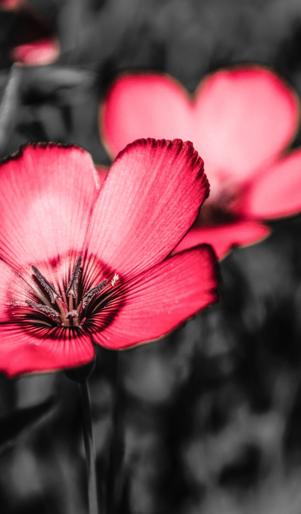 Розовые цветы на черном фоне крупным планом