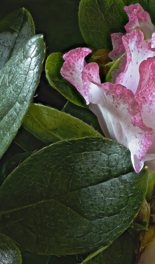 Розовые цветы рододендрон в зеленых листьях 