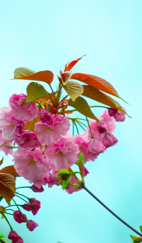 Розовые цветы с зелеными листьями на ветке на голубом фоне