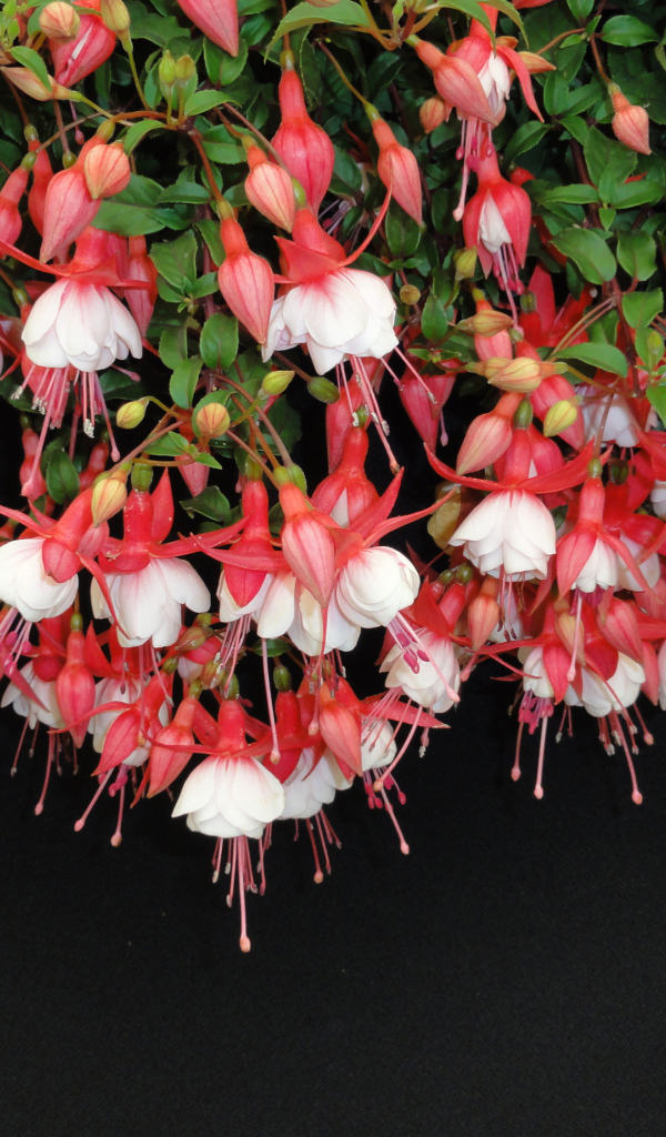 Розовые цветы фуксия на черном фоне