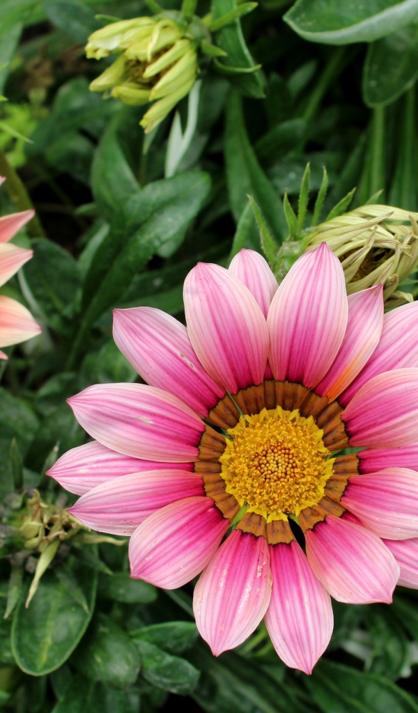 Розовые цветы газания с бутонами на клумбе