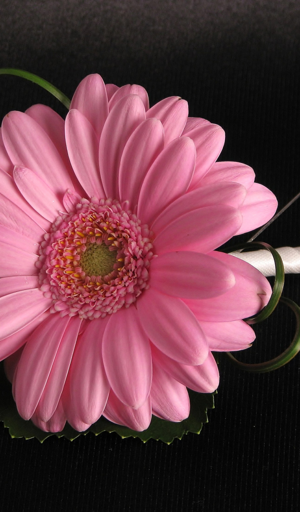 Розовый цветок герберы приколот к черной ткани