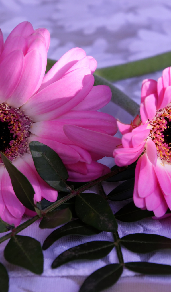 Розовые герберы с зелеными листьями 