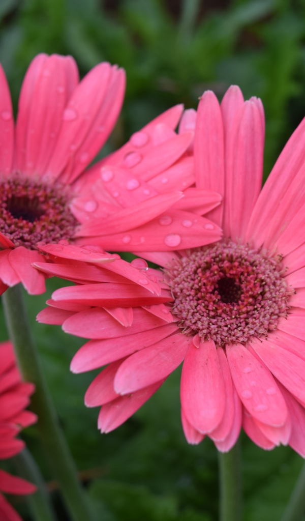 Розовые герберы с каплями воды на лепестках 