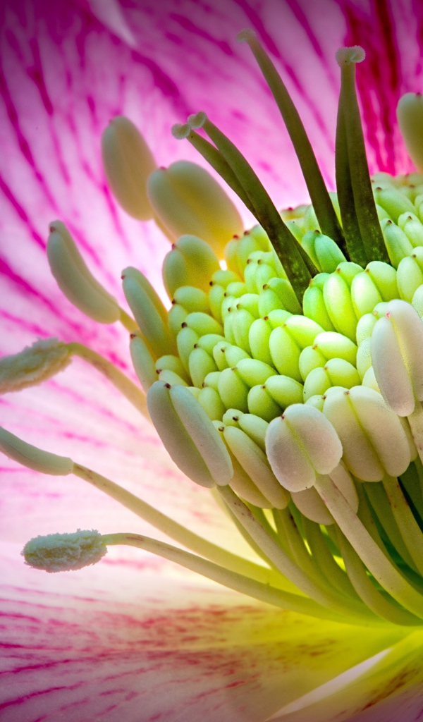 Розовый цветок морозник крупным планом