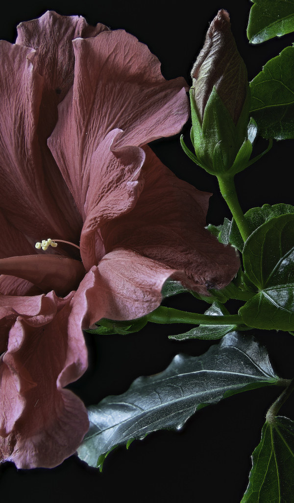 Розовый цветок гибискуса с бутоном и зелеными листьями на черном фоне