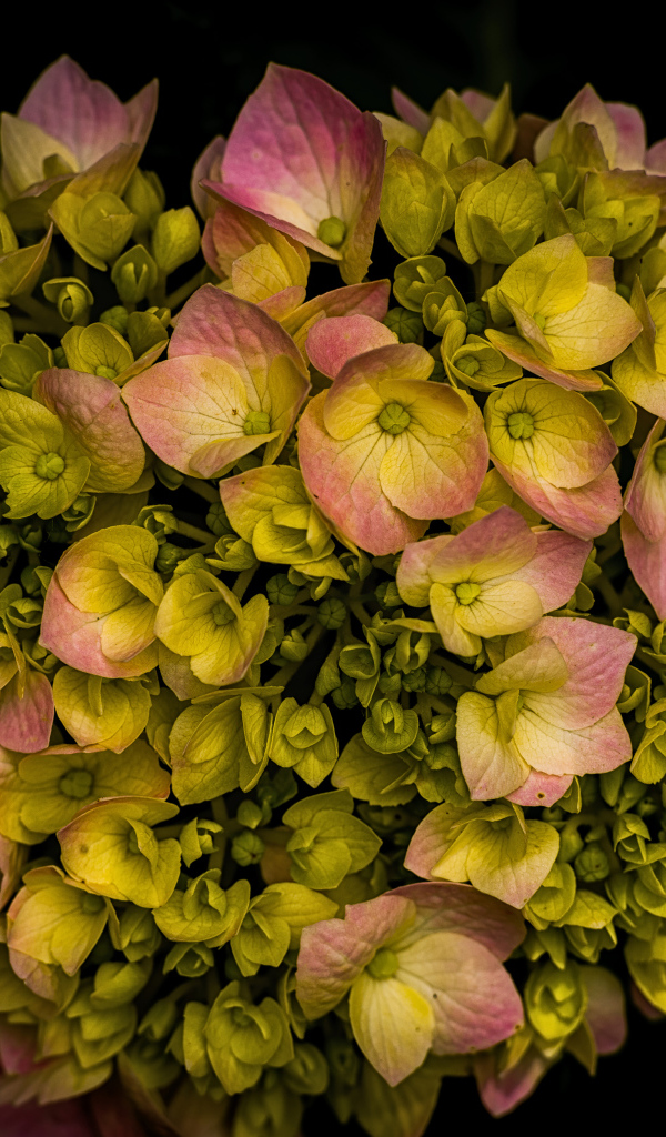 Розовый цветок гортензии распускается на черном фоне