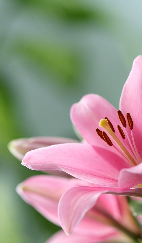 Розовая лилия с бутоном крупным планом