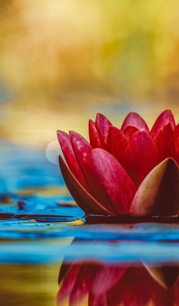 Розовый цветок лотоса в воде с зелеными листьями