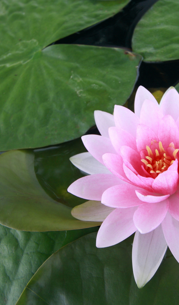 Розовый цветок лотоса в воде с большими зелеными листьями 