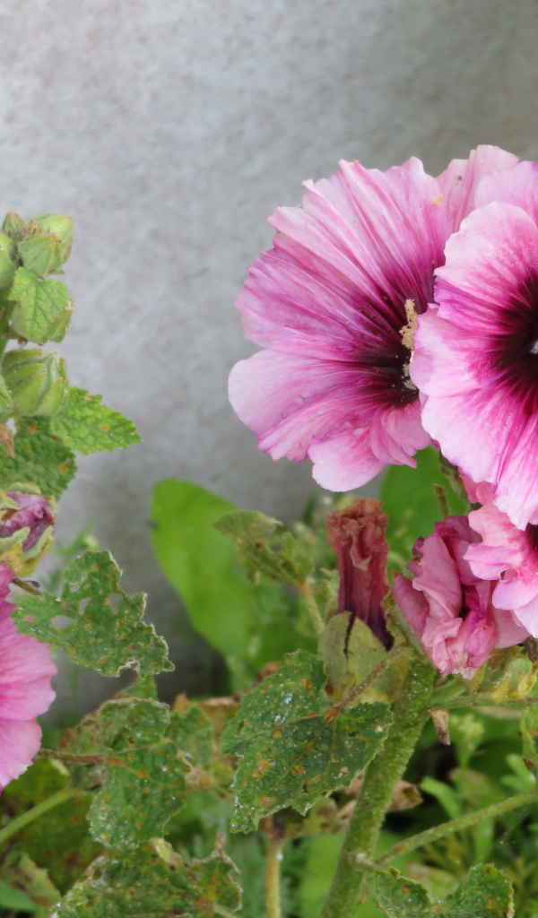Розовые цветы мальва у стены