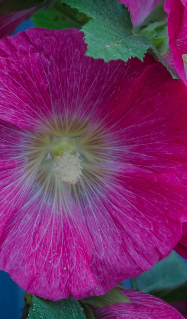 Розовые цветы мальвы с зелеными листьями крупным планом