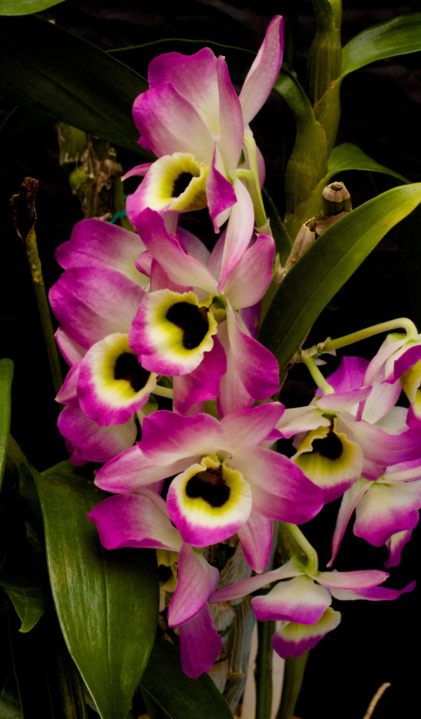 Розовые цветы орхидеи с зелеными листьями на черном фоне