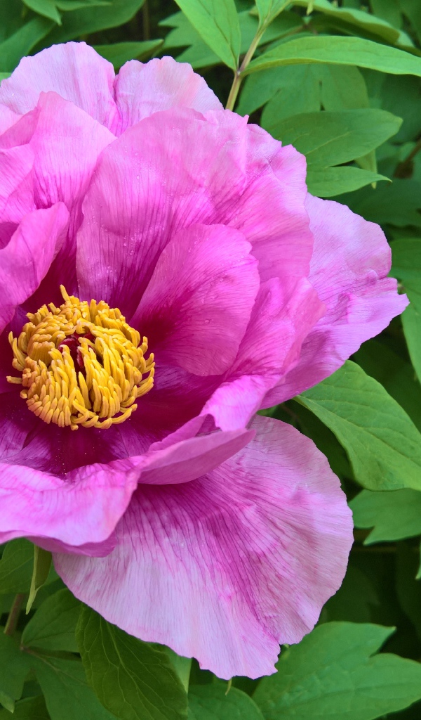 Розовый цветок пиона на клумбе крупным планом