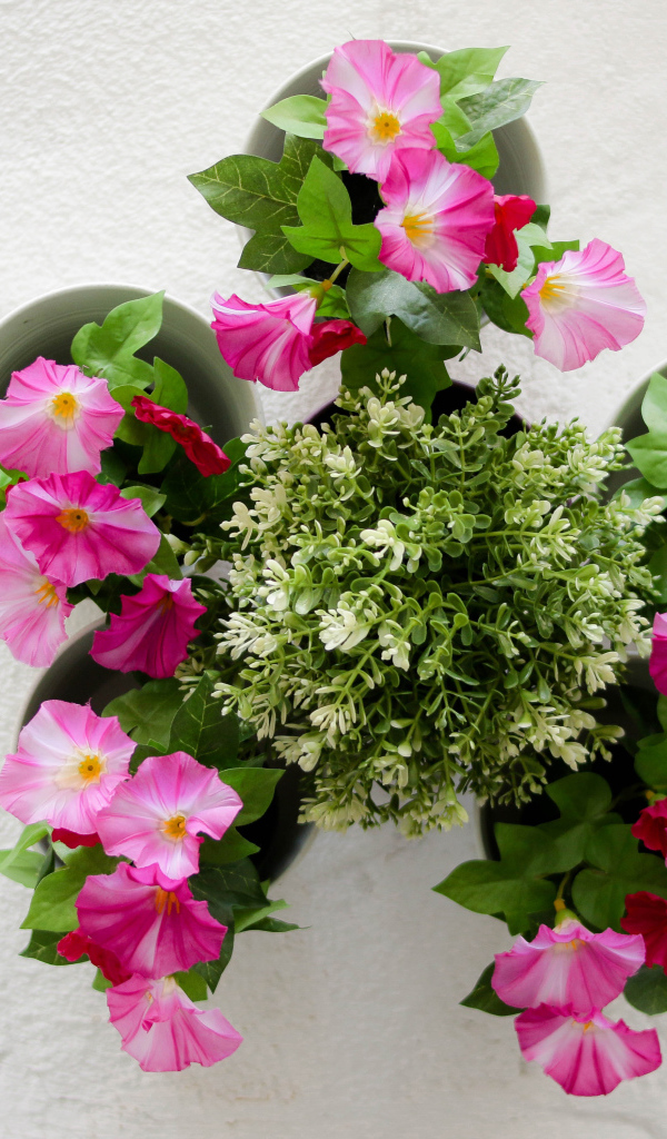 Розовые цветы петунии на сером фоне