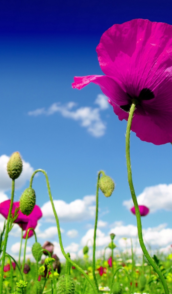 Розовые маки на фоне голубого неба 