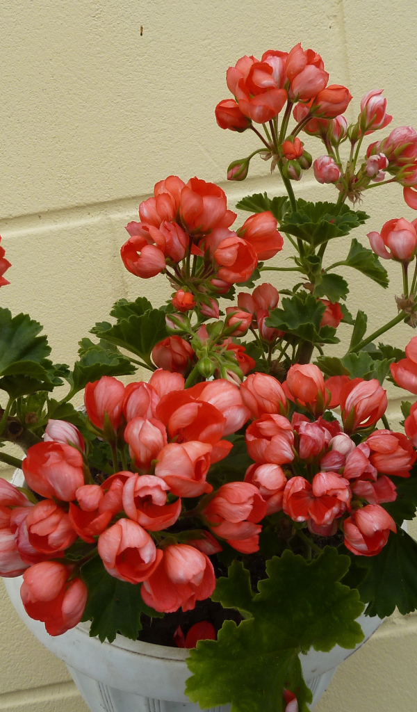 Розовые комнатные цветы герань в горшке