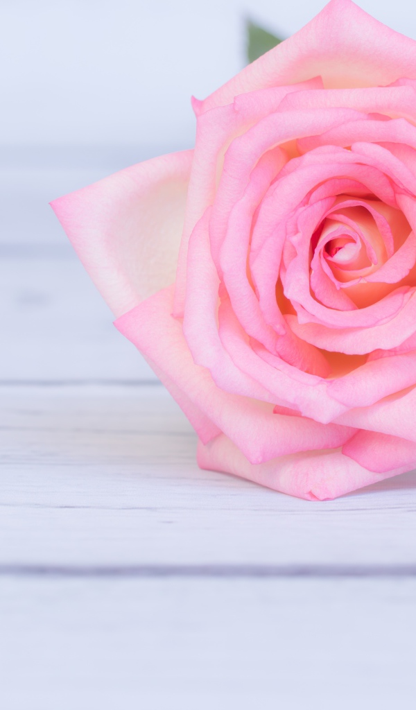 Розовая роза лежит на деревянном столе