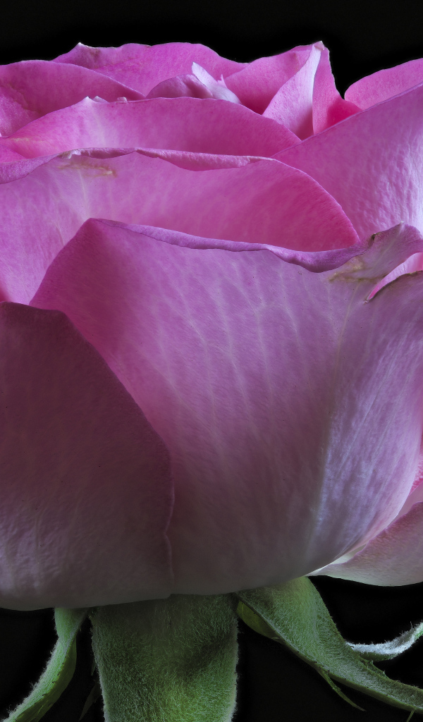 Розовая роза с нежными лепестками на черном фоне