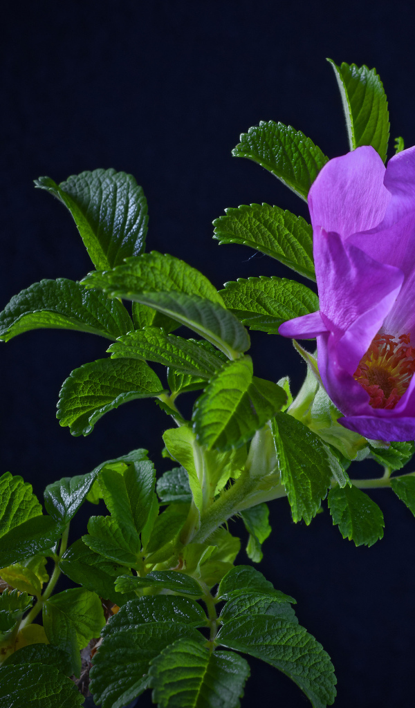 Розовая роза с зелеными листьями на синем фоне