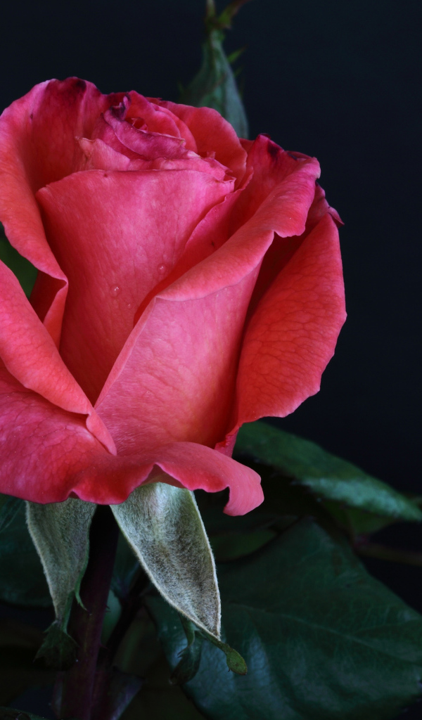 Розовая роза с крупными зелеными листьями на сером фоне