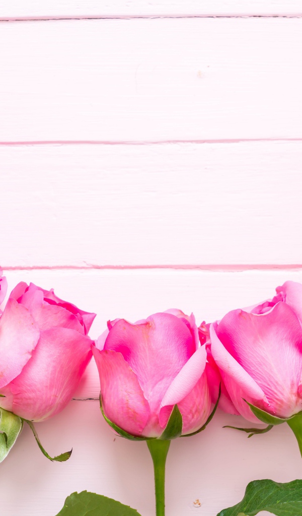 Розовые розы дугой на деревянном фоне