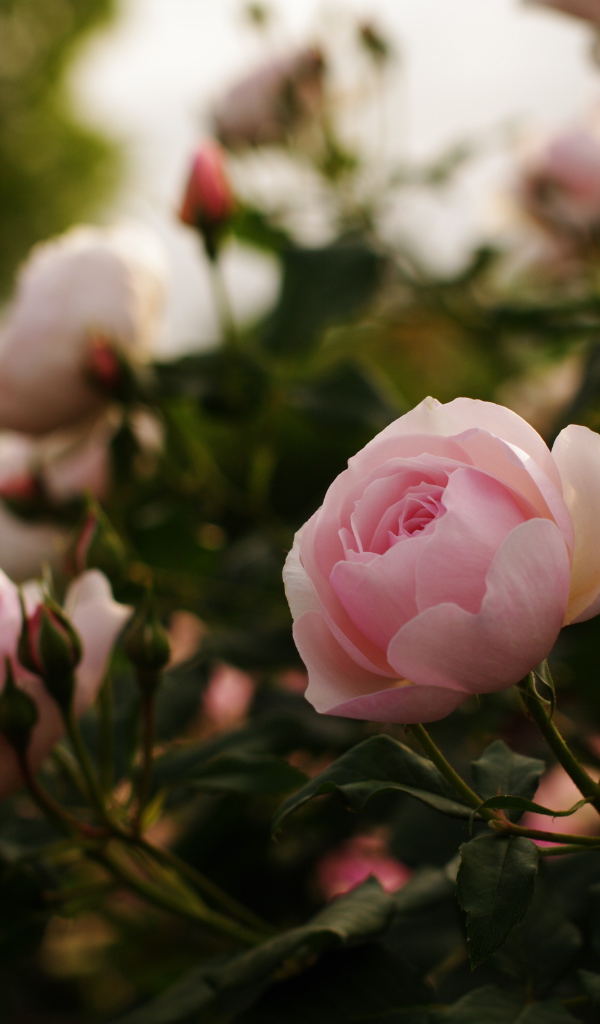 Розовые розы с бутонами на клумбе 