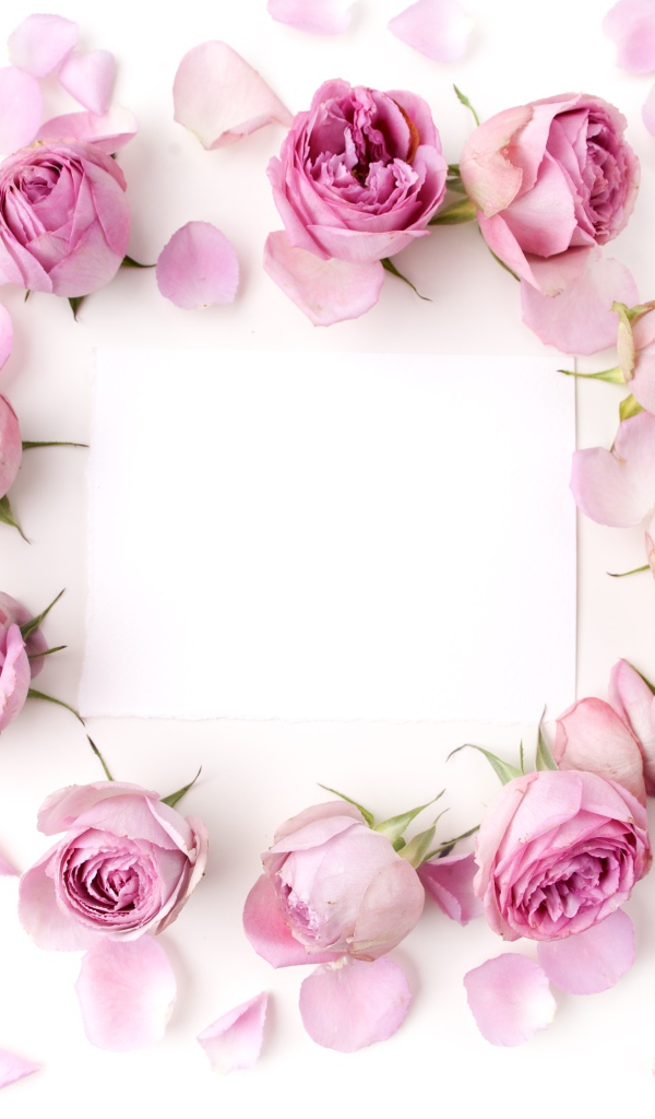 Розовые розы с лепестками на белом фоне с листом бумаги 