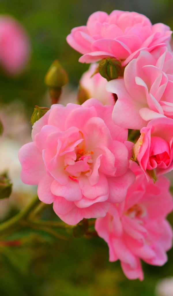 Розовые мелкие розы с бутонами на клумбе