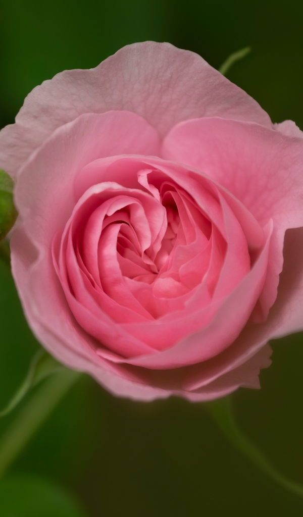 Розовая нежная роза с бутоном крупным планом