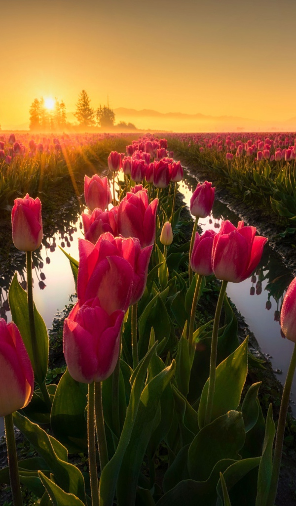 Розовые тюльпаны на рассвете после дождя 