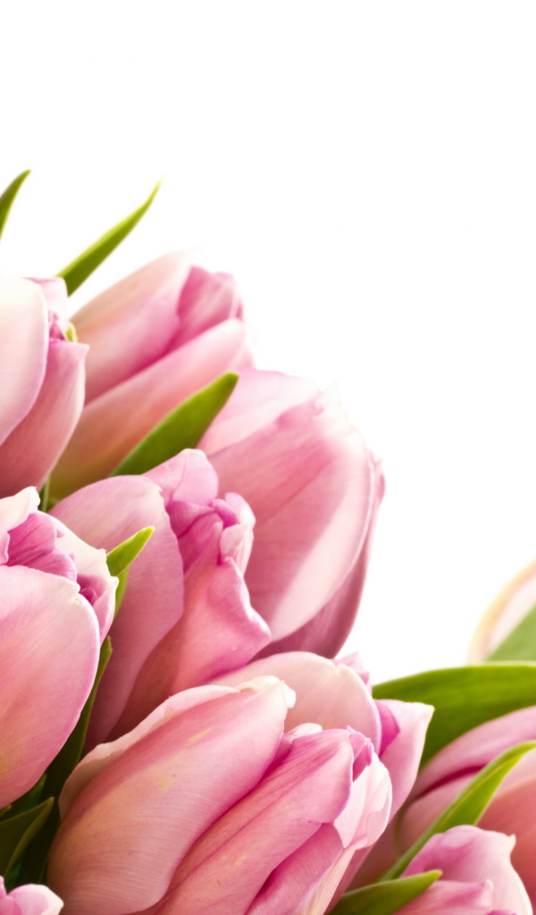 Розовые тюльпаны с зелеными листьями на белом фоне 