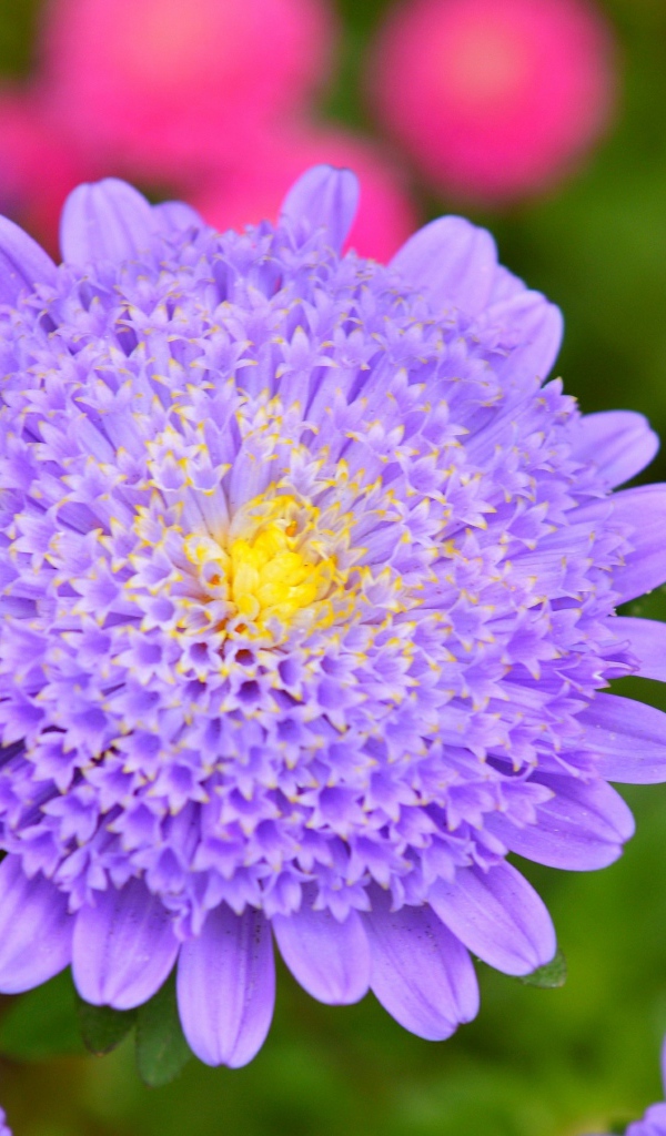 Фиолетовый цветок астры крупным планом