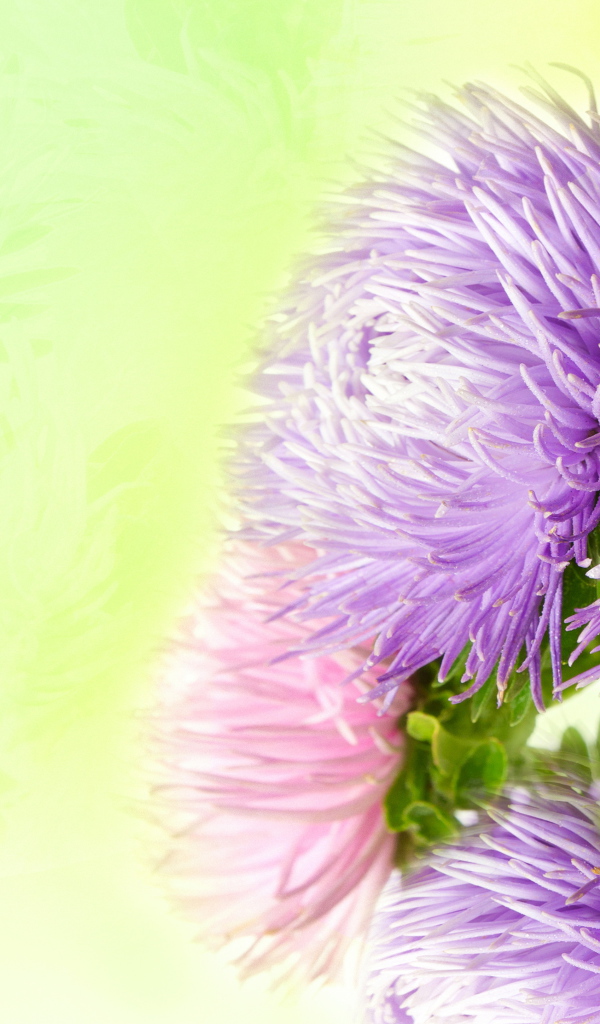 Фиолетовые астры на зеленом фоне